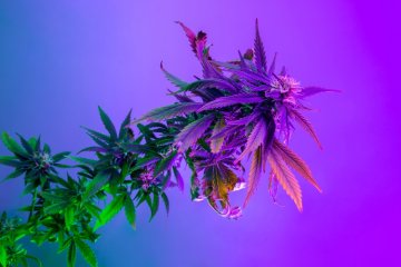 Zdravilna rastlina marihuana v ultravijolični svetlobi. Konoplja v globokih živahnih vijoličnih barvah.