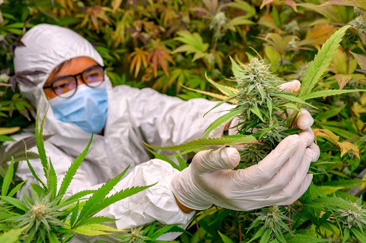 I ricercatori curano le piante di cannabis con indumenti protettivi nelle fattorie indoor. La pianta giovane contiene una concentrazione più elevata di CBG