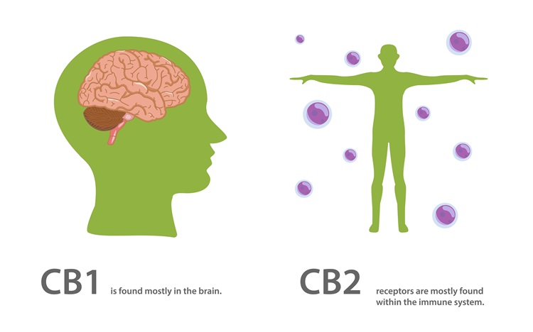 Kanabinoidní receptory se dělí na 2 hlavní podtypy, označované jako CB1 a CB2, zdravotnické a lékařské ilustrace o konopí.